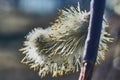 Flowering willows in spring. Royalty Free Stock Photo